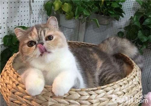 波斯貓