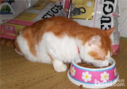 中華田園貓
