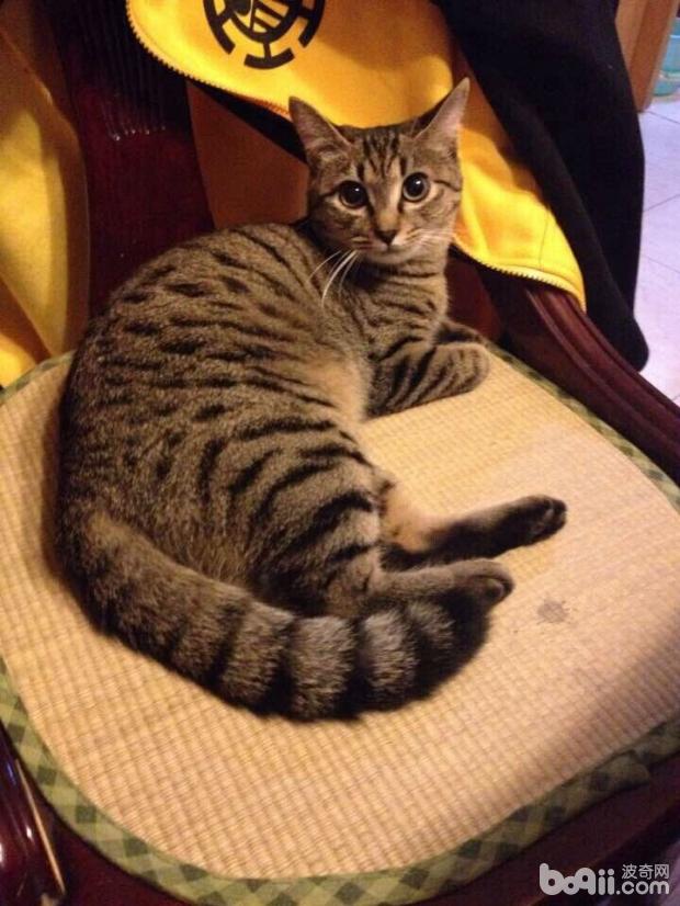 圖1  貓咪本來就是越野越精神的動物