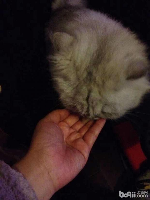 圖2  對還在適應期的貓咪可以把貓糧放在手上慢慢喂給貓咪吃