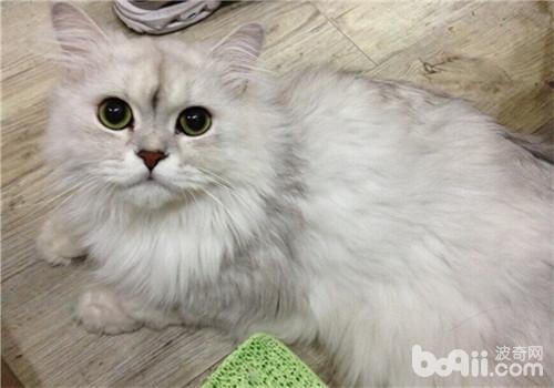 金吉拉
