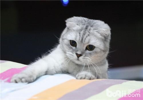 蘇格蘭折耳貓