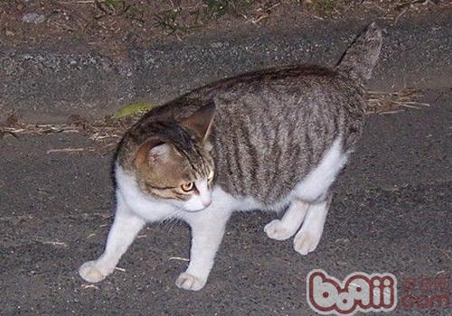 日本短尾貓