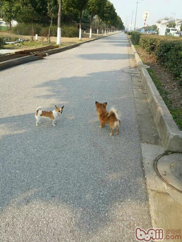 圖4：狗狗的行為只有狗狗最懂