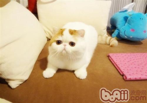異國短毛貓