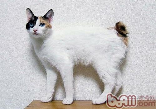 日本短尾貓