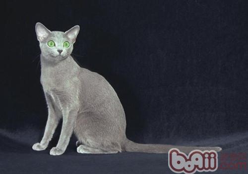 俄羅斯藍貓