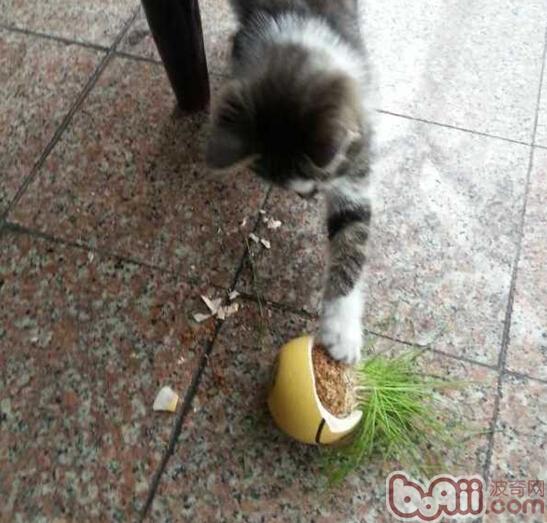 圖3：貓咪咬植物、摔碎花盆等可能都只是想引起你的注意