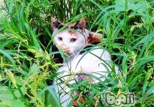 非純種貓