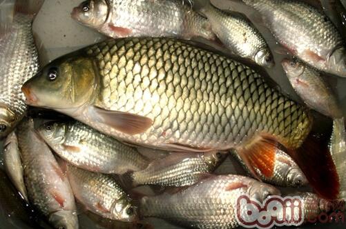 圖2 魚體內含有的硫胺酶遇熱不易被破壞
