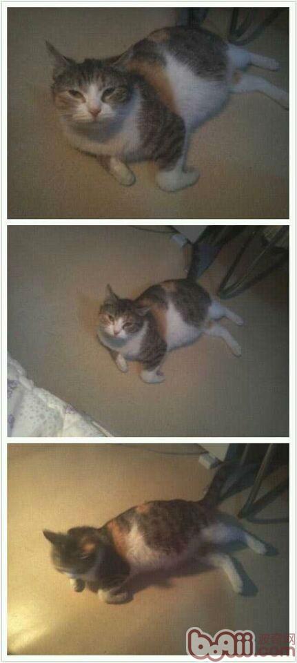 圖1 懷孕貓咪需要補充更多的維生素