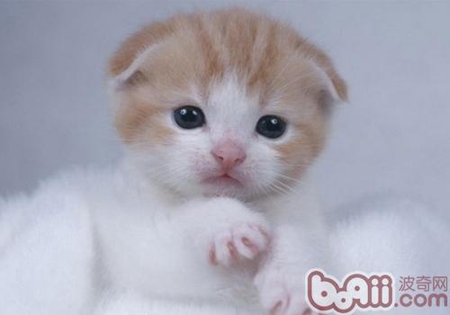 蘇格蘭折耳貓