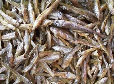 圖5 可以用小魚干作為給貓咪的獎勵