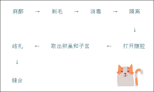 圖5：母貓的絕育手術過程