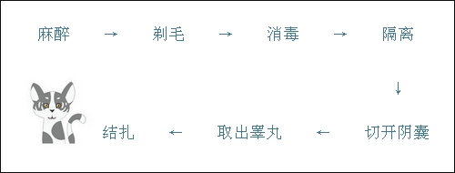圖4：公貓的絕育過程