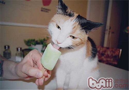貓咪