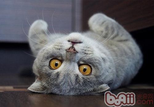 蘇格蘭折耳貓