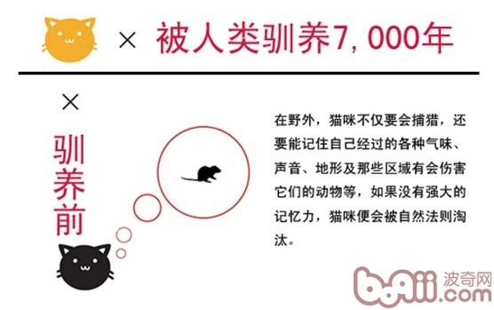 強大記憶力的形成