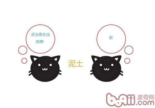 在進化過程中學會區分事物兩面性的貓咪