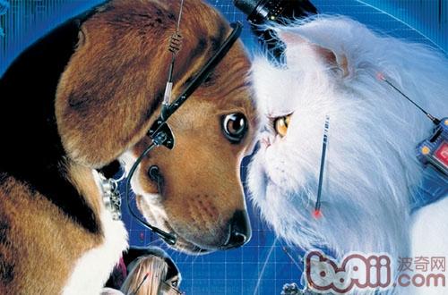 貓才是真正的高智商動物