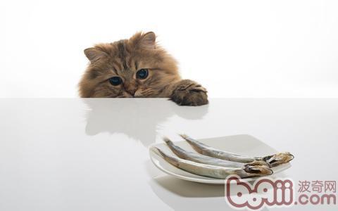 建議給貓咪喂食淡水魚
