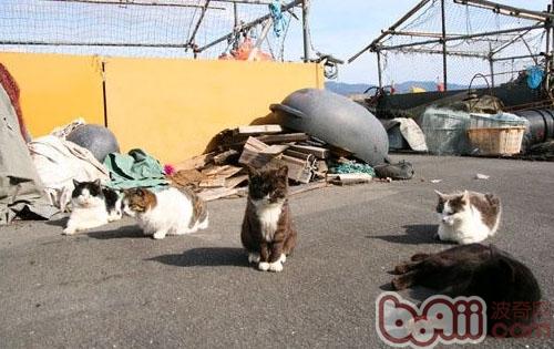 田代島上的貓