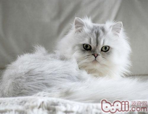 金吉拉貓