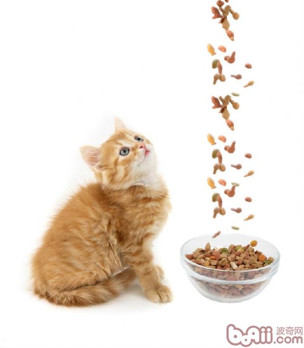 做到正確的飼喂方式才是對愛貓最好的