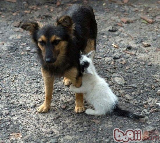 貓和狗