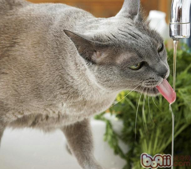 寵物貓