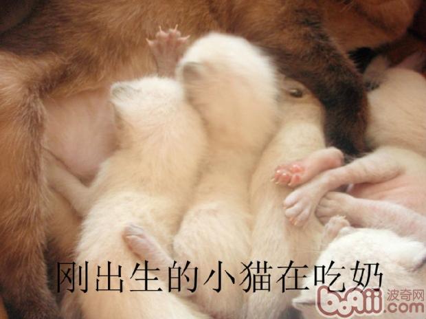 幼貓