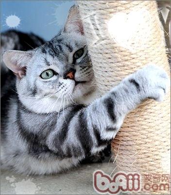 美國短毛貓