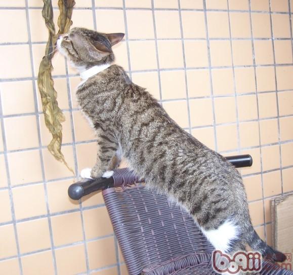 貓咪