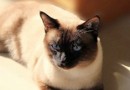 暹羅貓的基礎飼養和生活習性