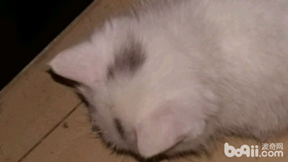 圖5 病貓不活躍不願意動