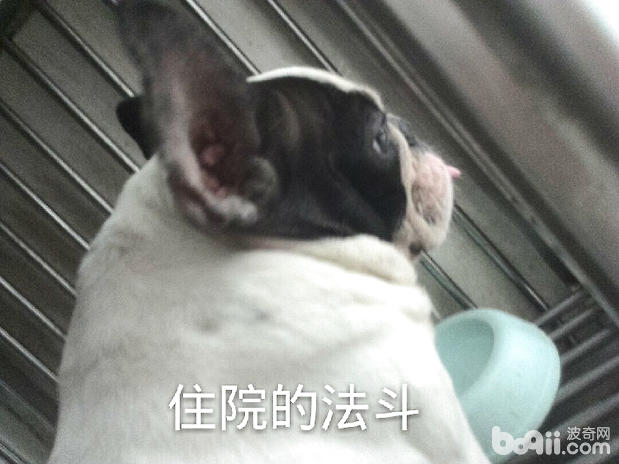 先天性直腸括約肌無力的波士頓小獵犬