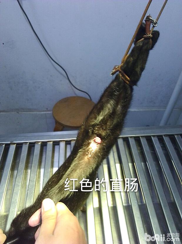脫肛貓咪的手術治療