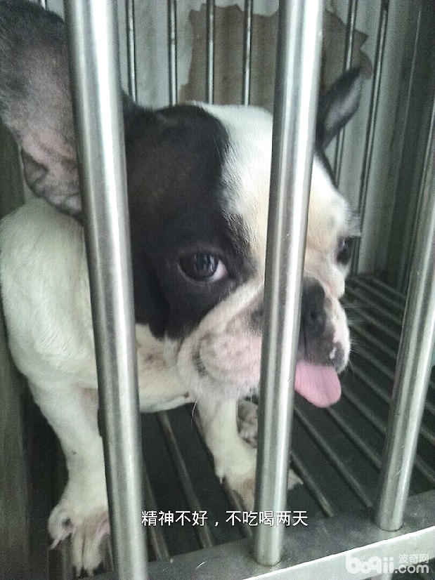 先天性直腸括約肌無力的波士頓小獵犬