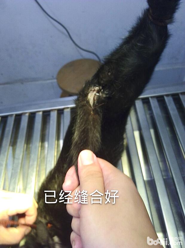 脫肛貓咪的手術治療