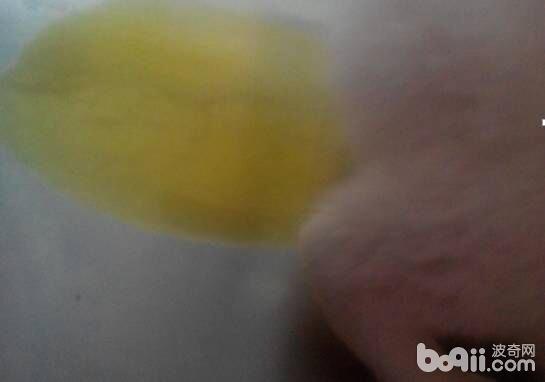 患病貓，尿液發黃