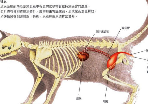 貓泌尿系統