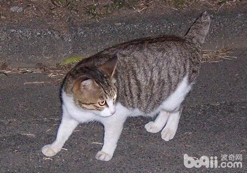 日本短尾貓