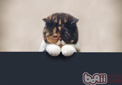 蘇格蘭折耳貓