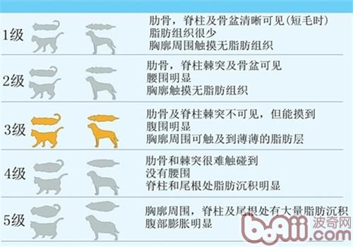 肥胖對照圖
