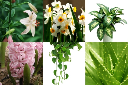 圖3：對貓咪來說有毒的植物
