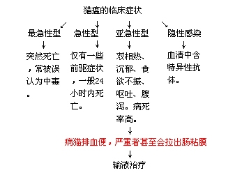 圖5：貓瘟的四種臨床表現