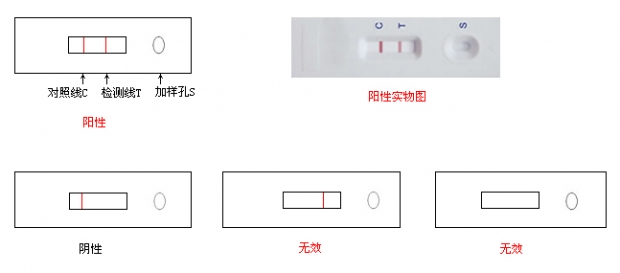 圖7：貓瘟病毒檢測卡(FPV)能快速鑒別貓咪是否感染貓瘟，結果為陽性表示貓咪已感染貓瘟