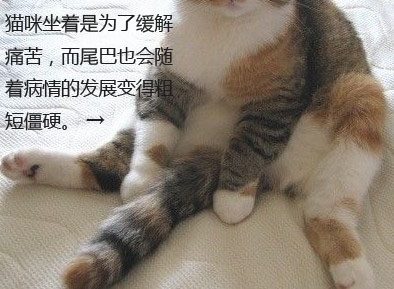 圖7：坐著的折耳貓的尾巴也不能彎曲