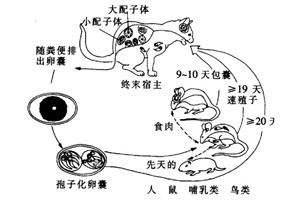 弓形體