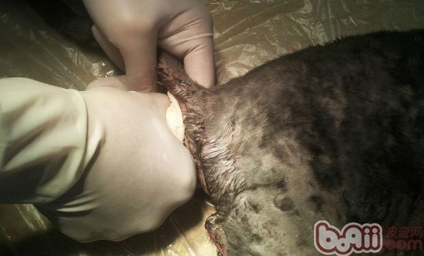 圖4  用溫熱紗布熱敷脫出腸管